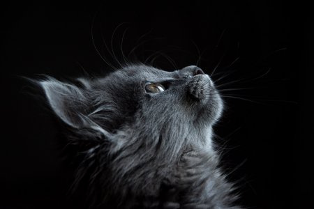 Adorable animals photo pack